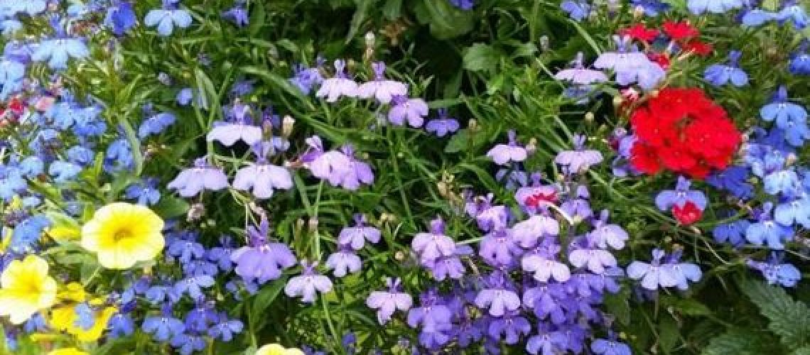 Luxury Vehicle for Mother's Day